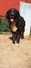 ESPERANZA, Hund, Mischlingshund in Rumänien - Bild 5