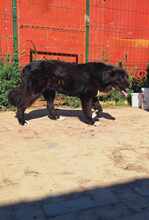 ESPERANZA, Hund, Mischlingshund in Rumänien - Bild 6