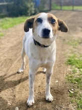 CYNTHIA, Hund, Mischlingshund in Griechenland - Bild 11