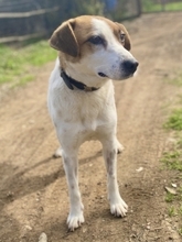CYNTHIA, Hund, Mischlingshund in Griechenland - Bild 14