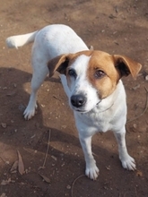 CYNTHIA, Hund, Mischlingshund in Griechenland - Bild 4