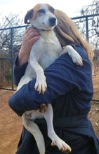 CYNTHIA, Hund, Mischlingshund in Griechenland - Bild 6