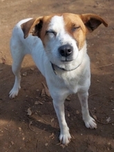 CYNTHIA, Hund, Mischlingshund in Griechenland - Bild 9
