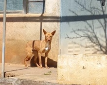 AVANI, Hund, Podenco in Mülheim - Bild 10