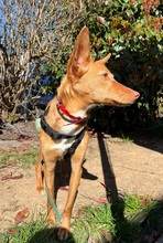AVANI, Hund, Podenco in Mülheim - Bild 2