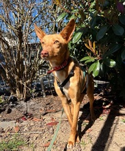 AVANI, Hund, Podenco in Mülheim - Bild 4
