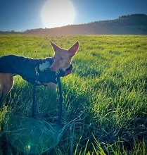 AVANI, Hund, Podenco in Mülheim - Bild 5