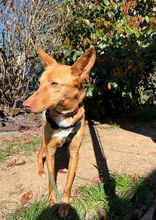 AVANI, Hund, Podenco in Mülheim - Bild 6