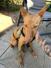 AVANI, Hund, Podenco in Mülheim - Bild 7