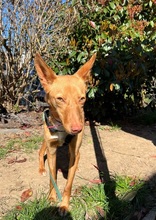AVANI, Hund, Podenco in Mülheim - Bild 8