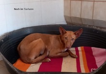 AVANI, Hund, Podenco in Mülheim - Bild 9