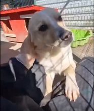 BOOTS, Hund, Mischlingshund in Rumänien - Bild 2