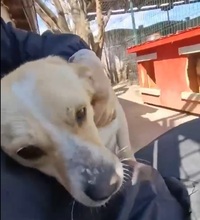 BOOTS, Hund, Mischlingshund in Rumänien - Bild 3
