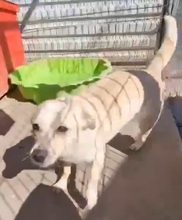 BOOTS, Hund, Mischlingshund in Rumänien - Bild 4