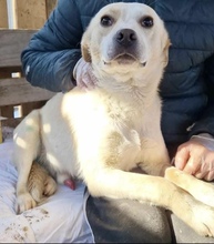 BOOTS, Hund, Mischlingshund in Rumänien - Bild 5