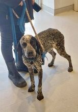 ARIANNO, Hund, Jagdhund in Griechenland - Bild 2