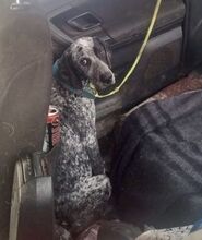 ARIANNO, Hund, Jagdhund in Griechenland - Bild 3