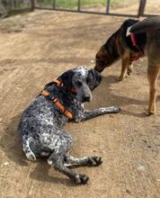 ARIANNO, Hund, Jagdhund in Griechenland - Bild 4