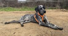 ARIANNO, Hund, Jagdhund in Griechenland - Bild 6