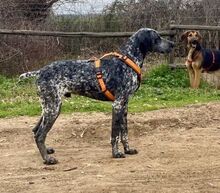 ARIANNO, Hund, Jagdhund in Griechenland - Bild 7