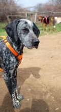 ARIANNO, Hund, Jagdhund in Griechenland - Bild 8