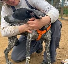 ARIANNO, Hund, Jagdhund in Griechenland - Bild 9