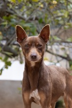MANOLITO, Hund, Ratero Mallorquin-Mix in Spanien - Bild 10