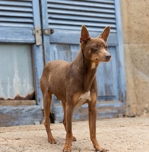 MANOLITO, Hund, Ratero Mallorquin-Mix in Spanien - Bild 3
