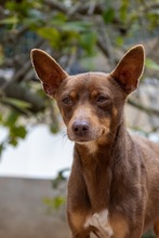 MANOLITO, Hund, Ratero Mallorquin-Mix in Spanien - Bild 4