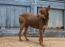 MANOLITO, Hund, Ratero Mallorquin-Mix in Spanien - Bild 5