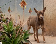 MANOLITO, Hund, Ratero Mallorquin-Mix in Spanien - Bild 6