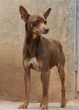 MANOLITO, Hund, Ratero Mallorquin-Mix in Spanien - Bild 7