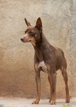 MANOLITO, Hund, Ratero Mallorquin-Mix in Spanien - Bild 8