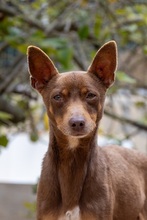 MANOLITO, Hund, Ratero Mallorquin-Mix in Spanien - Bild 9