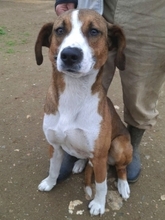 TERRY, Hund, Mischlingshund in Griechenland - Bild 2