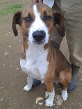 TERRY, Hund, Mischlingshund in Griechenland - Bild 3