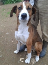 TERRY, Hund, Mischlingshund in Griechenland - Bild 4