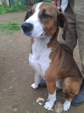 TERRY, Hund, Mischlingshund in Griechenland - Bild 5