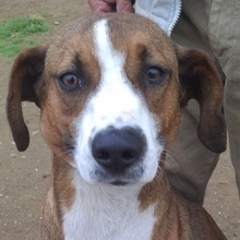 TERRY, Hund, Mischlingshund in Worms
