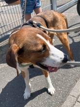 TERRY, Hund, Mischlingshund in Worms - Bild 10