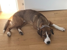 TERRY, Hund, Mischlingshund in Worms - Bild 13