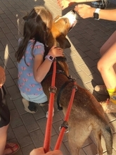 TERRY, Hund, Mischlingshund in Worms - Bild 14