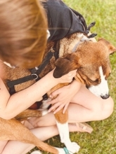 TERRY, Hund, Mischlingshund in Worms - Bild 8