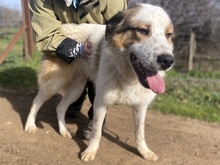 CLIFF, Hund, Mischlingshund in Griechenland - Bild 12