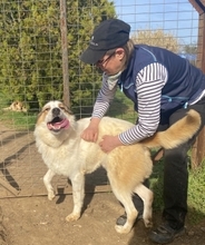 CLIFF, Hund, Mischlingshund in Griechenland - Bild 16