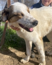 CLIFF, Hund, Mischlingshund in Griechenland - Bild 17