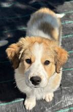 CAYA, Hund, Herdenschutzhund-Mix in Griechenland - Bild 1