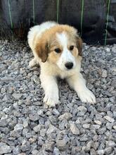 CAYA, Hund, Herdenschutzhund-Mix in Griechenland - Bild 2