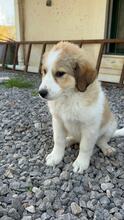CAYA, Hund, Herdenschutzhund-Mix in Griechenland - Bild 3
