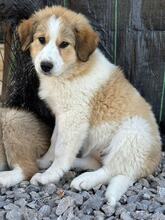 CAYA, Hund, Herdenschutzhund-Mix in Griechenland - Bild 4